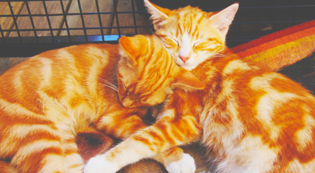 Cosy up at Brisbane’s first Cat Cuddle Cafe