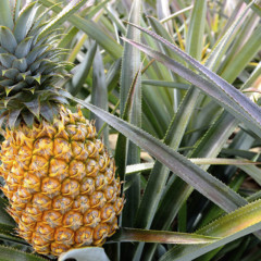 Pick up Glasshouse Mountain pineapples from McLeod&#8217;s Agriculture