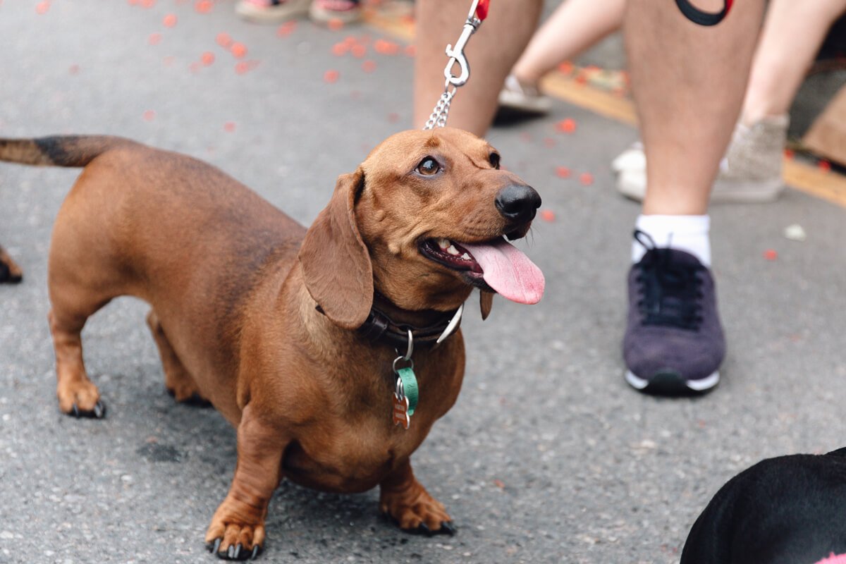 Bulimba Festival