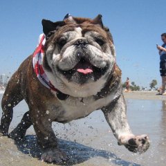 English Bulldog running on a dog-friendly beach with people around