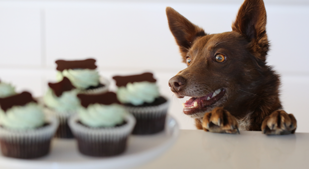 Help your furry friends by feasting this RSPCA Cupcake Day