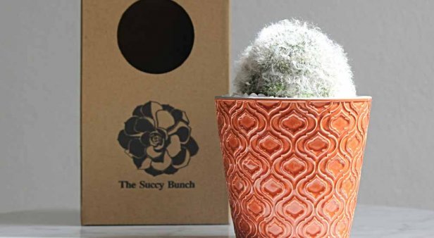 Ditch the flowers in favour of a sweet succulent from The Succy Bunch
