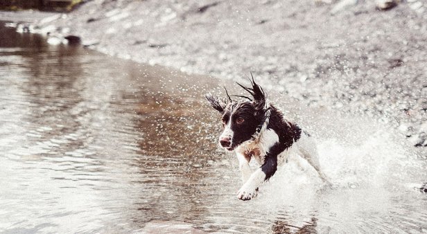 BYO pooch – we&#8217;ve sniffed out the best dog-friendly camping near Brisbane