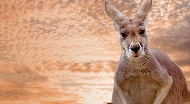 Kangaroo Q&#038;A Screening