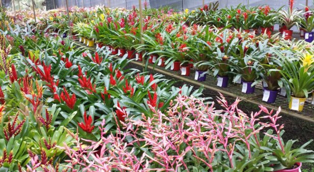 Bromeliad and Tropicals Show and Sales