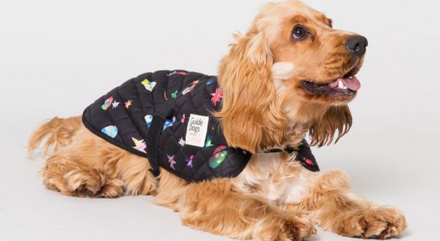 Coats for a cause – Gorman launches second line of dog apparel to support Guide Dogs Australia