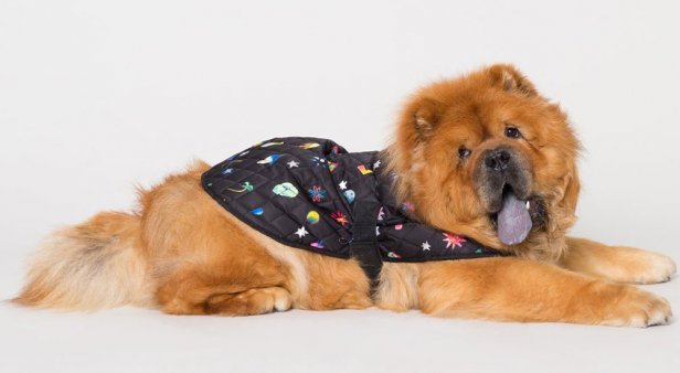 Coats for a cause – Gorman launches second line of dog apparel to support Guide Dogs Australia
