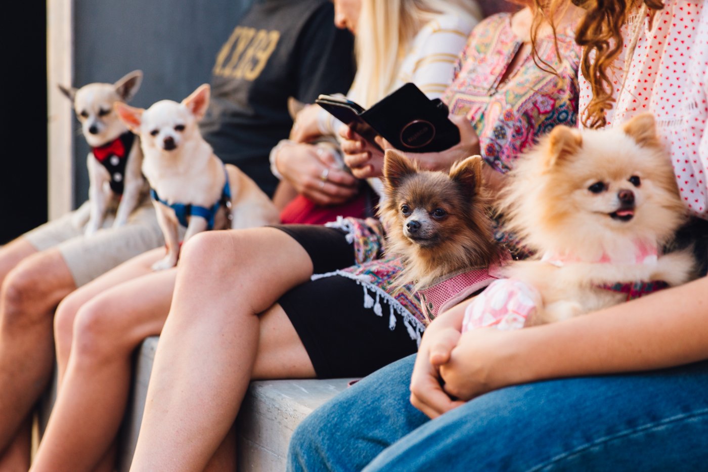 Tiny Dog Festival