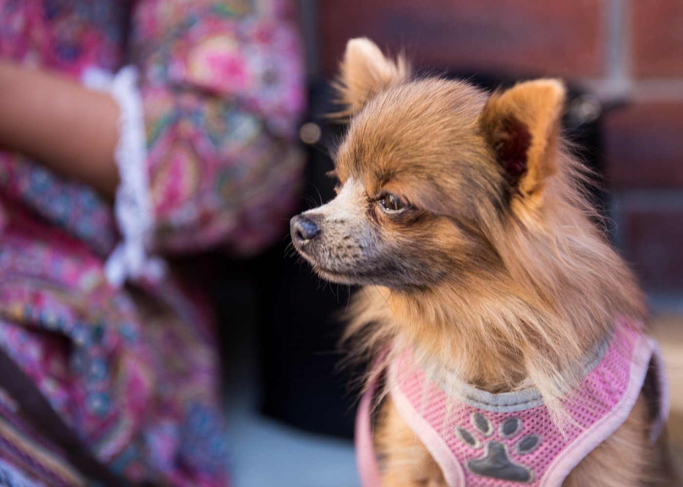 Tiny Dog Festival