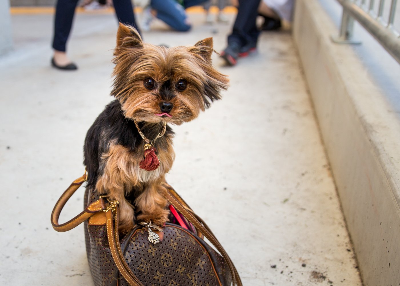 Tiny Dog Festival