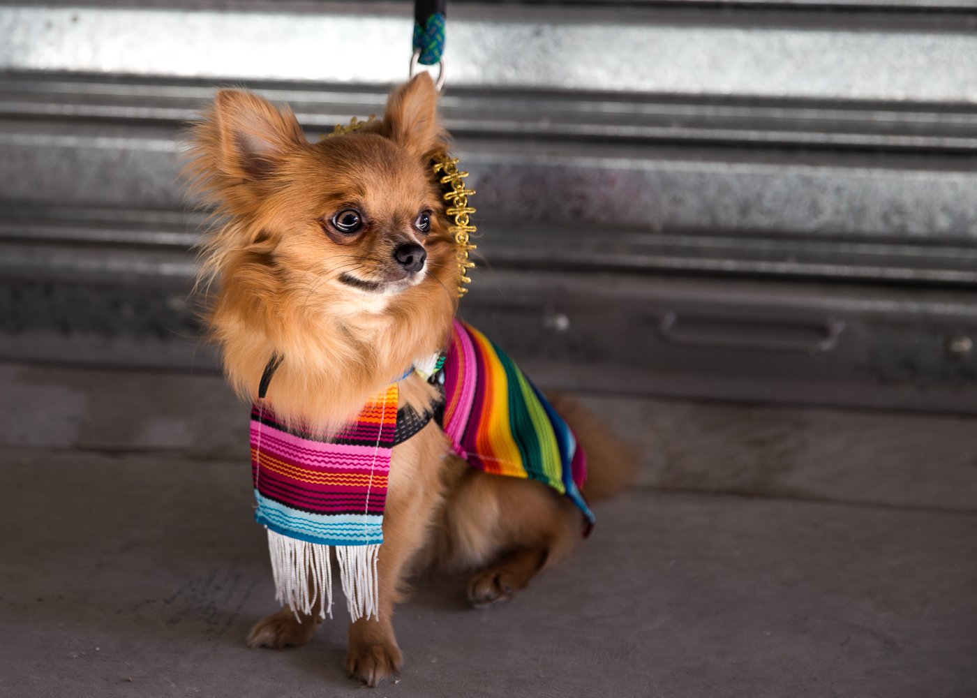 Tiny Dog Festival