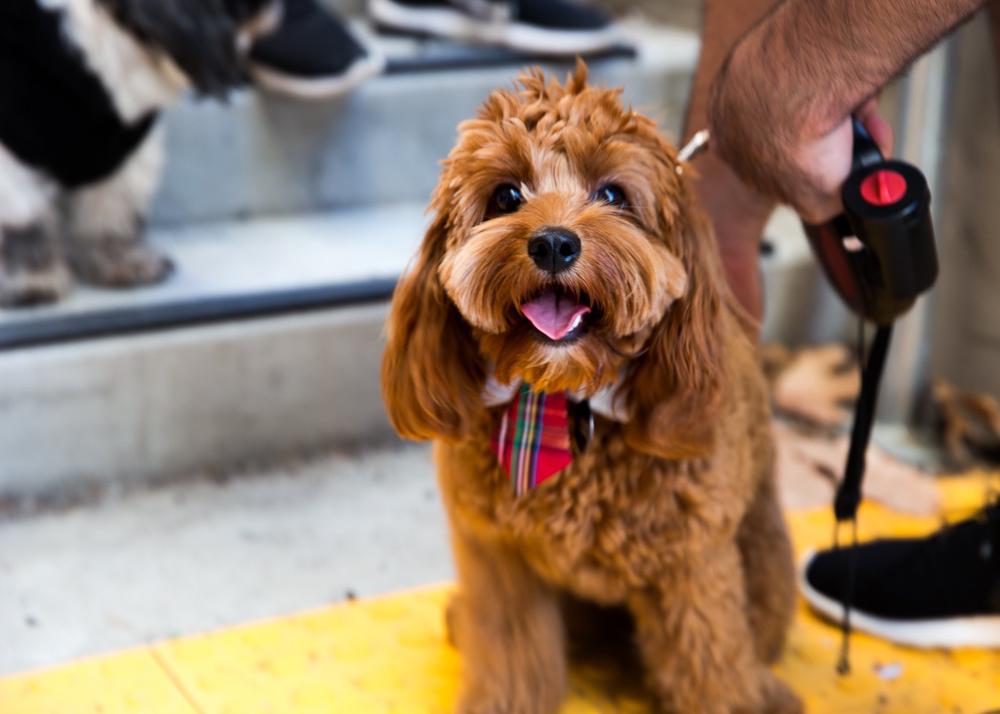 Tiny Dog Festival