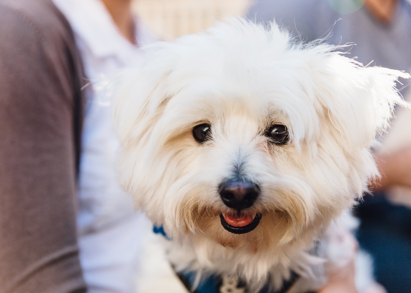 Tiny Dog Festival