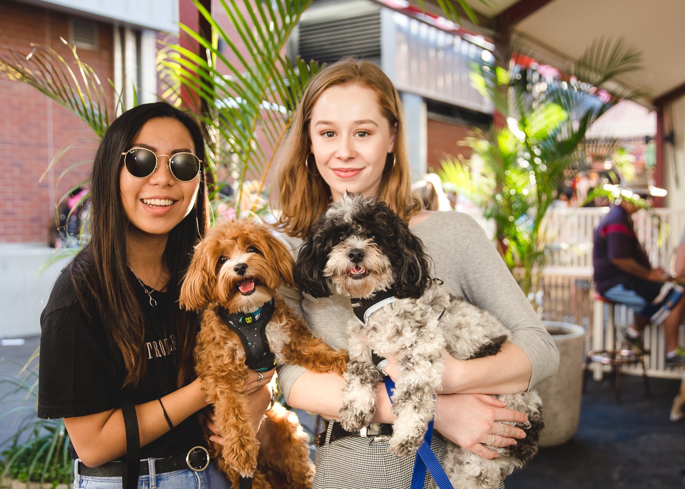 Tiny Dog Festival