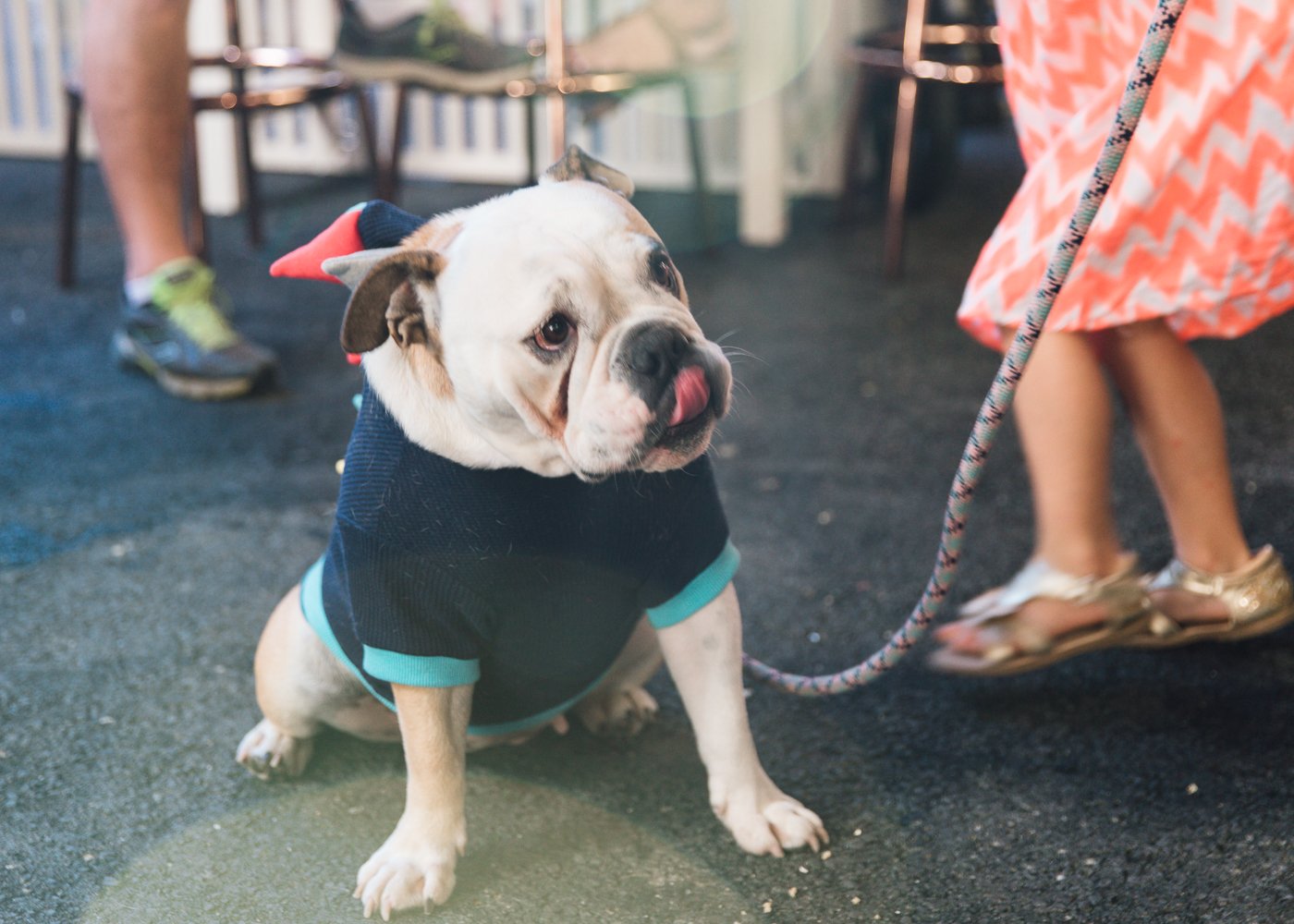 Tiny Dog Festival