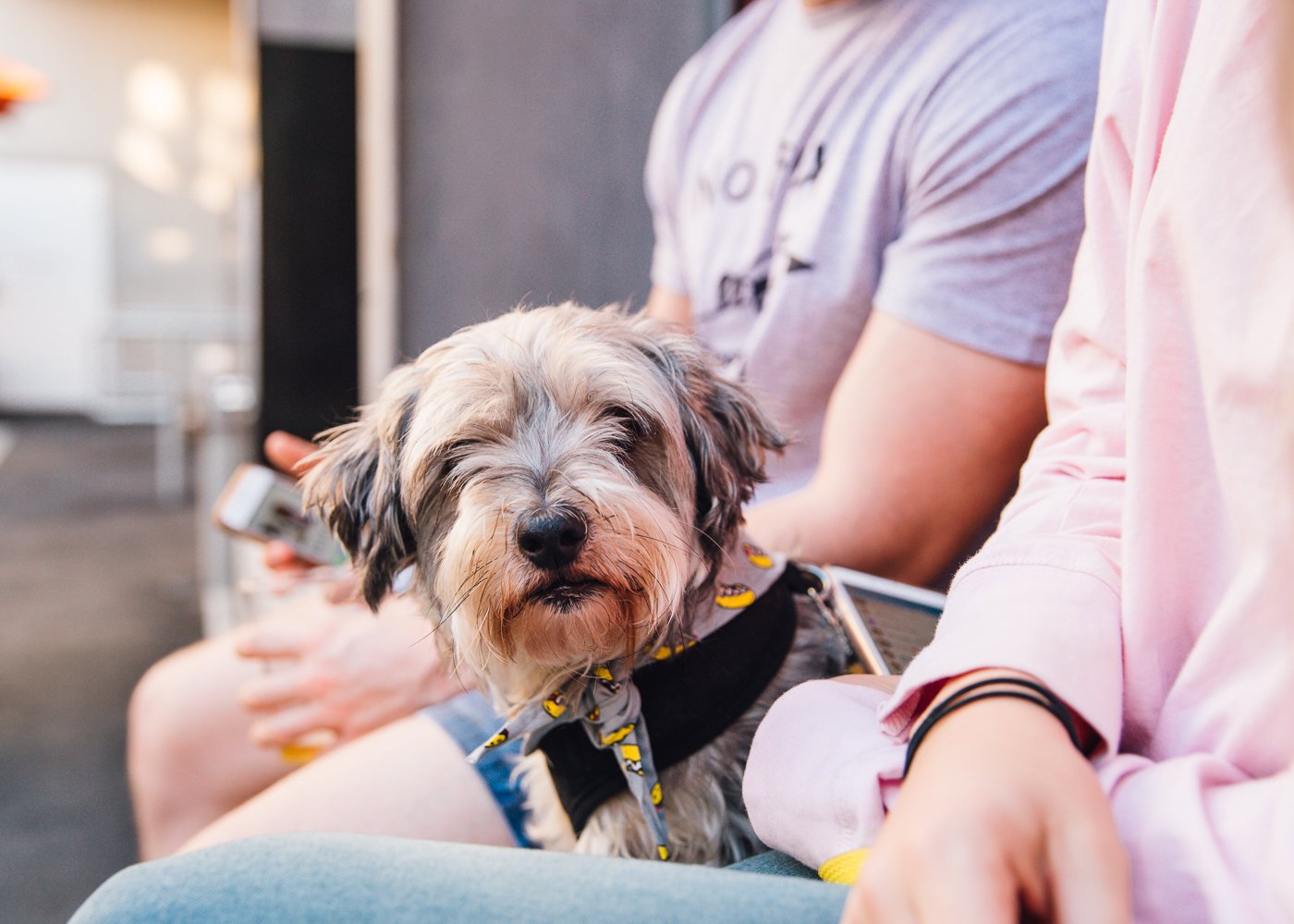 Tiny Dog Festival