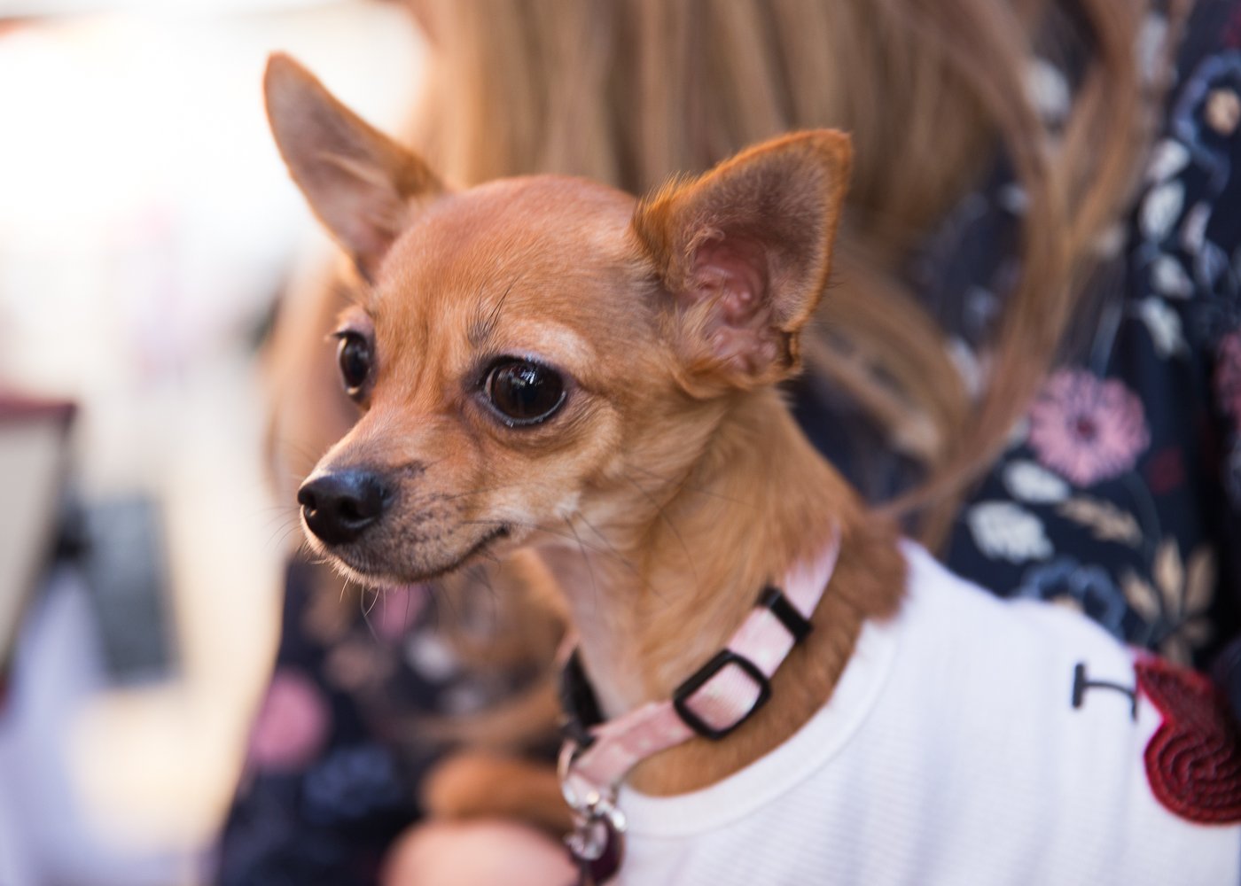 Tiny Dog Festival