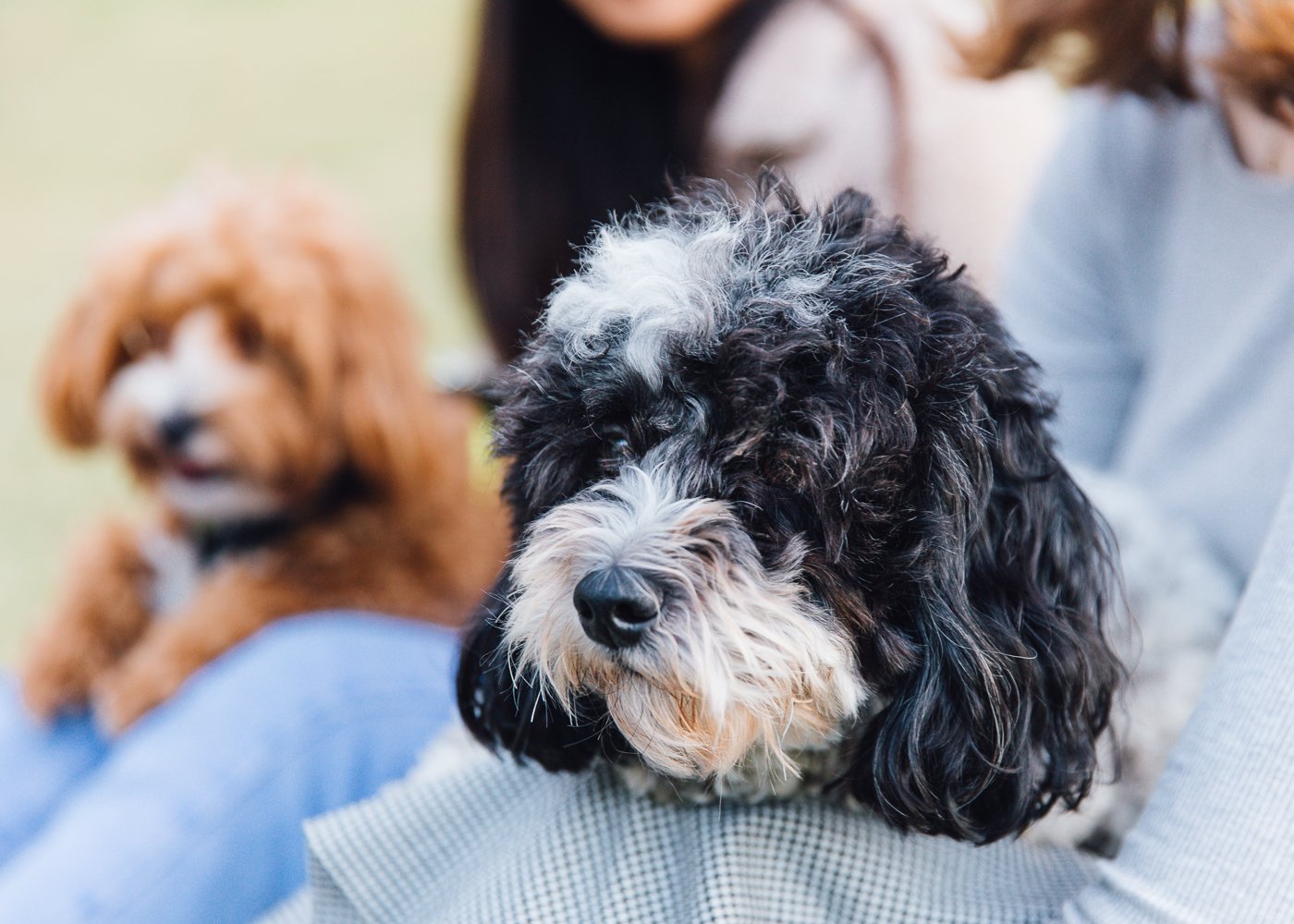 Tiny Dog Festival