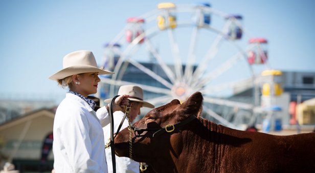 The Ekka returns with strawberry sundaes, dagwood dogs and all of the agriculture