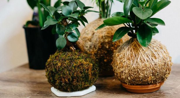 Good greens – a kokedama and indoor plant pop-up has landed in Winn Lane