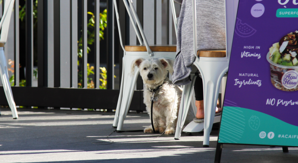 Schoolyard treats make a comeback at Woolloongabba’s Tuckshop Time