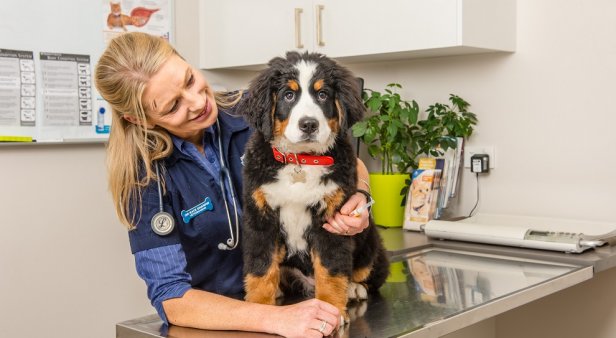 PETstock Microchip Blitz in Brisbane