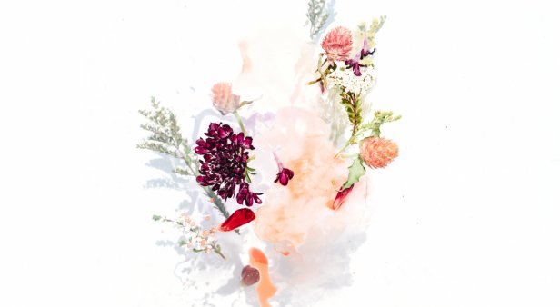 Spring Floral Illustrations with Alexandra Nea