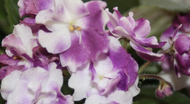 African Violet Society of Queensland Annual Show