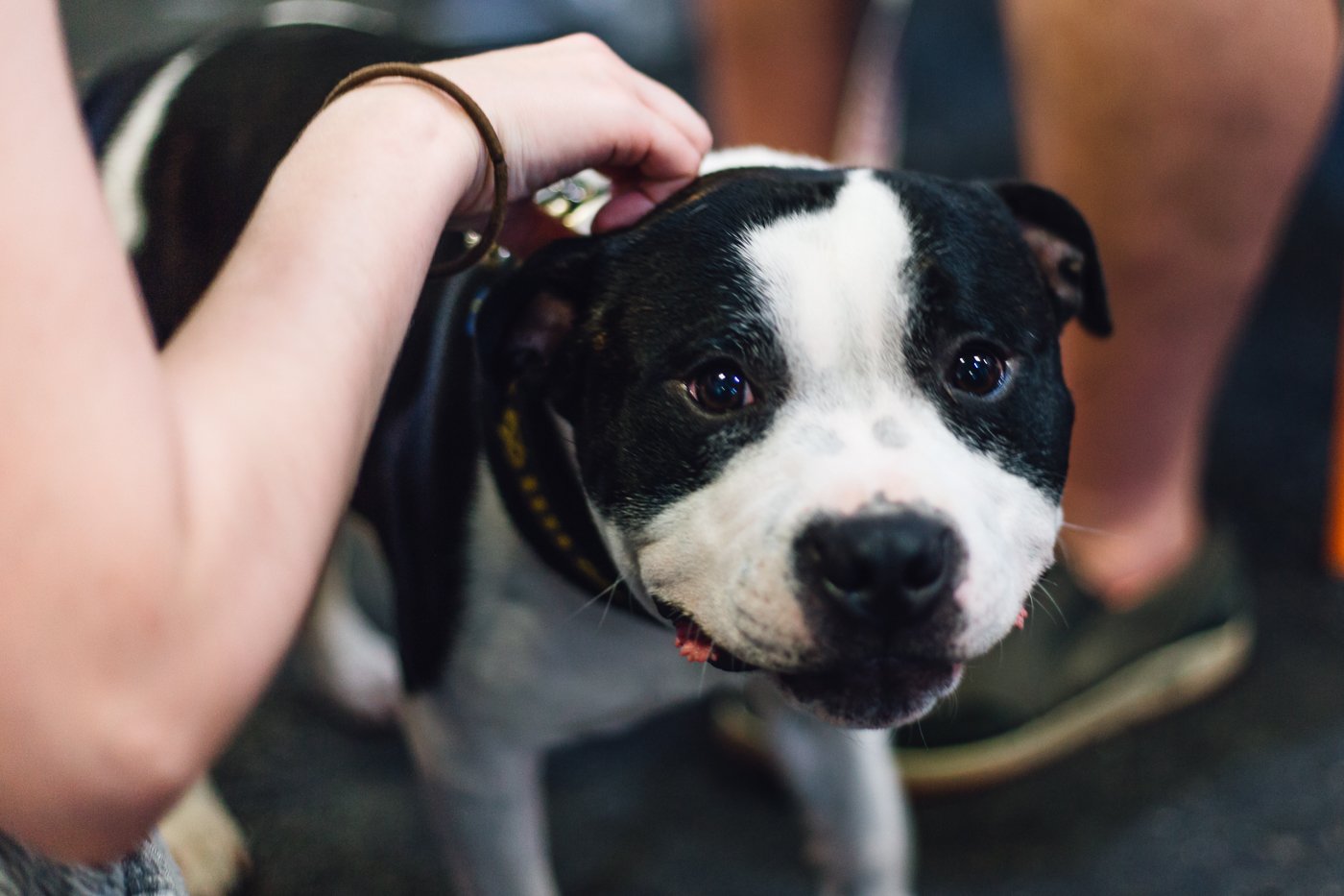 Brisbane Dog Lovers Show