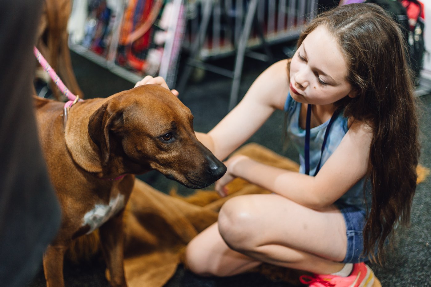 Brisbane Dog Lovers Show