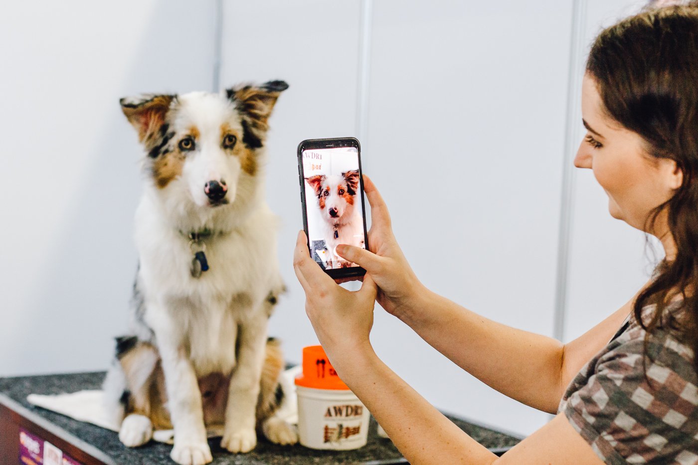 Brisbane Dog Lovers Show