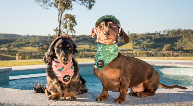 Match your best furry mate with threads and accessories from Brisbane’s own Pablo &#038; Co.