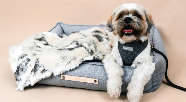 Spoil your pupper pal with designer goods from Topdog Boutique