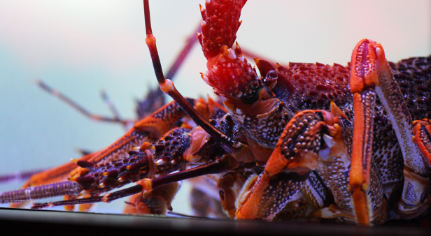 Phoenix | Brisbane's best crab and crustacean spots