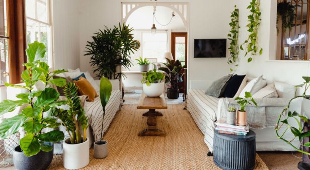 Enjoy room-ready plants straight to your door with The Plant People