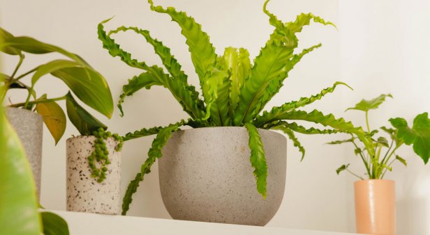 Enjoy room-ready plants straight to your door with The Plant People