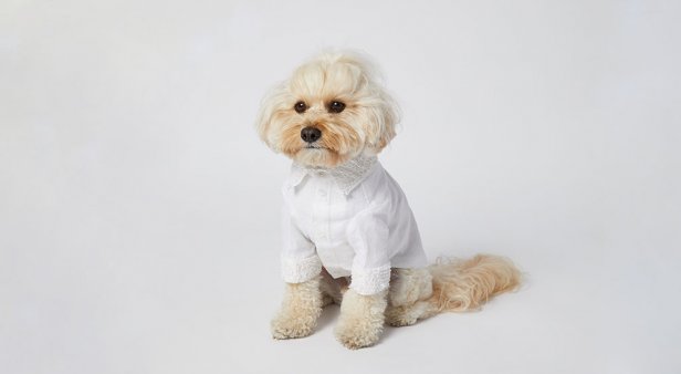 Primp your pooch with custom bridal dog wear from Sebastian Says