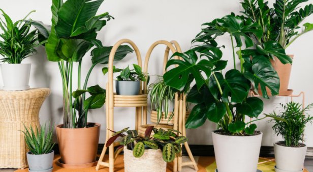 Green Republic Indoor Plant Pop-up Sale