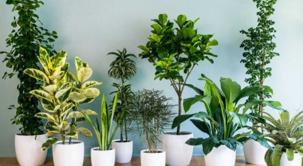 Green Republic Indoor Plant Pop-up Sale