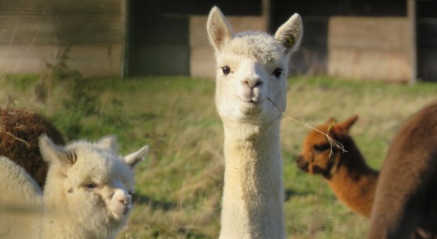 Make the most of Queensland&#8217;s easing restrictions and frolic with alpacas through the vineyards