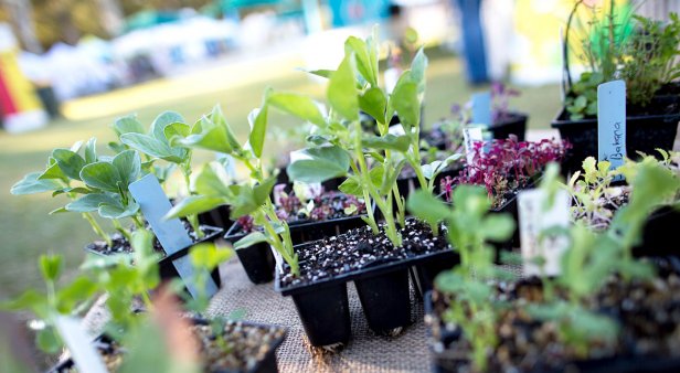 ONLINE EVENT: Growing vegetables at home with Annette McFarlane