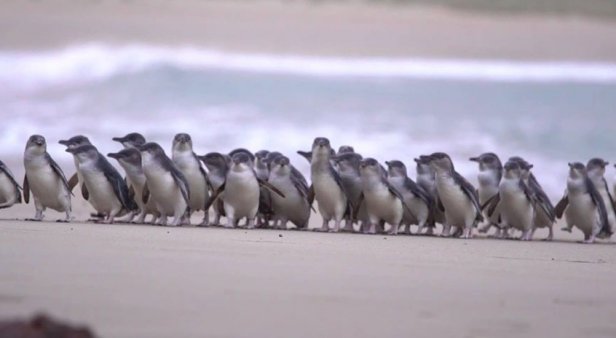 Catch all of the cuteness of Phillip Island&#8217;s Penguin Parade via the park&#8217;s live stream