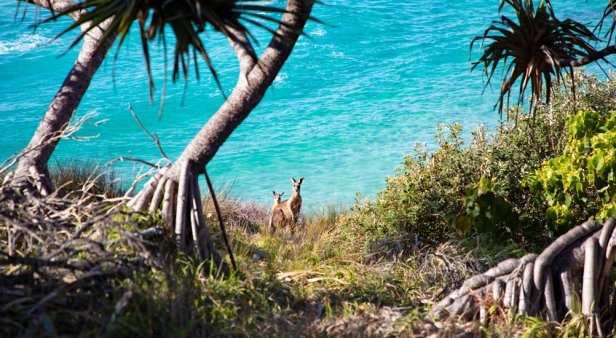 North Stradbroke Island comes alive with colour and creativity for the Minjerribah Arts Trail