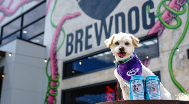 BrewDog’s limited-edition Street Dog Punk IPA is helping save homeless Queensland dogs