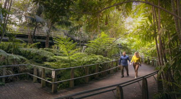 Roma Street Parkland – The Rainforest and Fern Gully