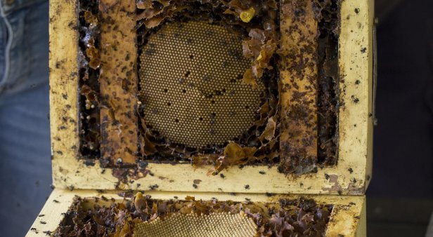 Native stingless bees and how to keep them