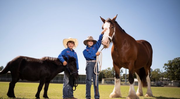 Scenic Rim Clydesdale Spectacular