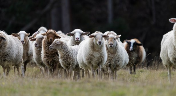 Un-baa-lievable beauty brand Ewe Care is harvesting the benefits of Awassi sheep milk