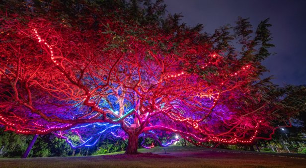 Glow-in-the-dark gardens, flavourful food-truck fare and DJs at dusk – all of the must-do events happening at Botanica: Contemporary Art Outside