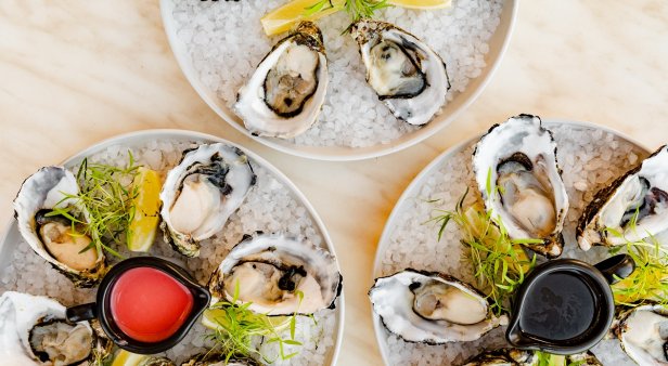 $1 Oysters at Cielo Rooftop